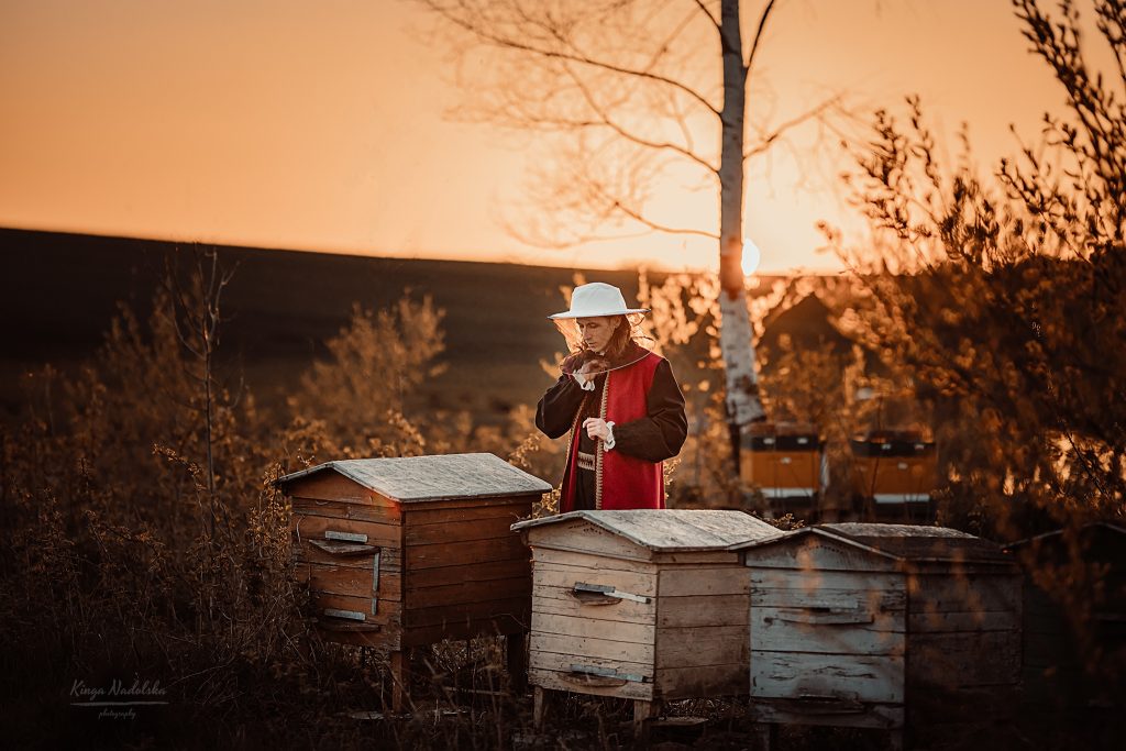 Beekeeper inspecting hives at sunset