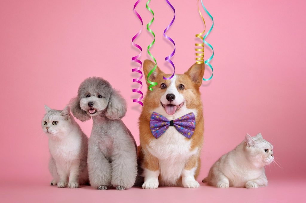 Grupa zwierząt: dwa psy i dwa koty na różowym tle.