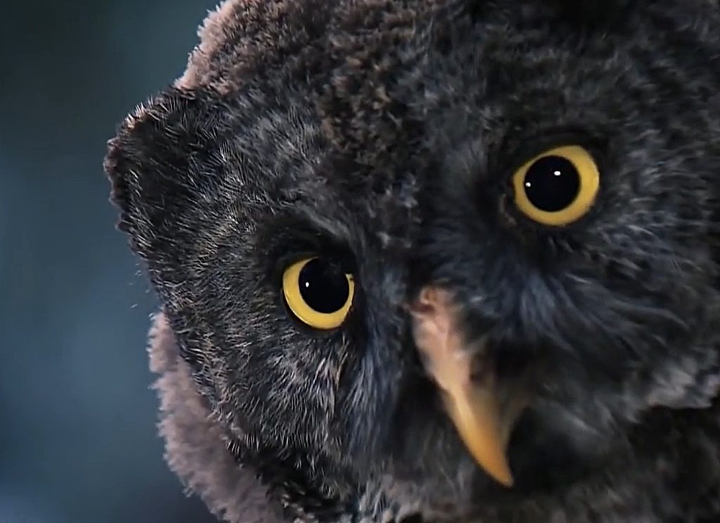 Zbliżenie na sowę o żółtych oczach.